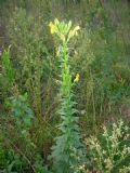 Oenothera stucchii